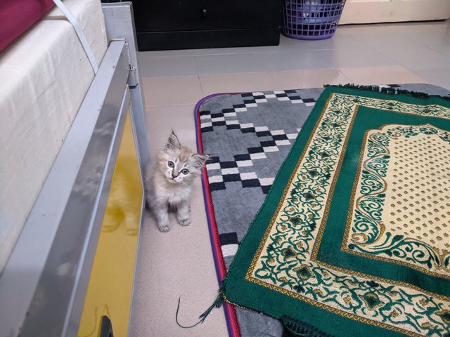 Lala - Domestic Short Hair Cat