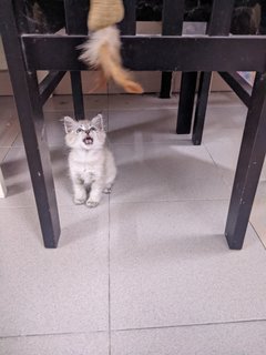 Lala - Domestic Short Hair Cat