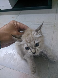Lala - Domestic Short Hair Cat