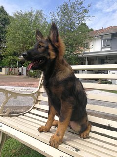 PF121028 - German Shepherd Dog Dog