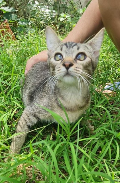 Grey-grey  - Domestic Short Hair Cat