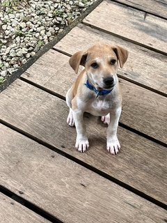 Lu-lu - Shar Pei Mix Dog