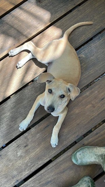 Lu-lu - Shar Pei Mix Dog