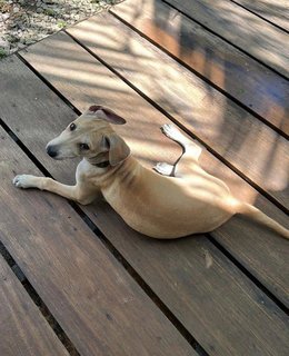 Lu-lu - Shar Pei Mix Dog