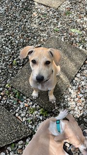 Lu-lu - Shar Pei Mix Dog