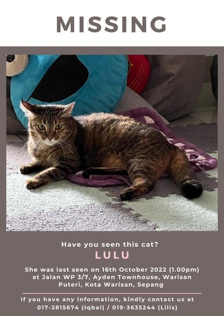 Luthien Aka Lulu - Domestic Short Hair Cat