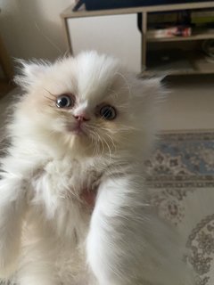 Loki - Persian Cat