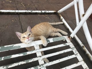 Pumpkin - Domestic Short Hair Cat