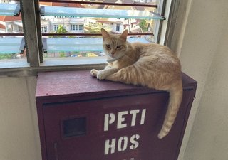 Pumpkin - Domestic Short Hair Cat