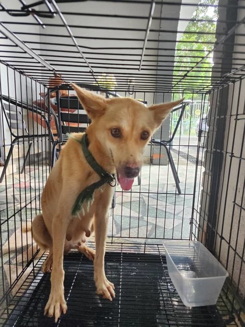 Dog Found Wandering - Mixed Breed Dog