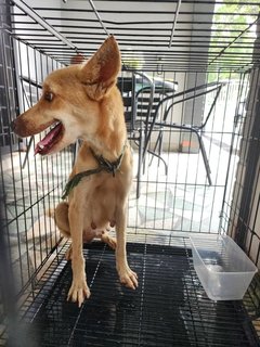 Dog Found Wandering - Mixed Breed Dog