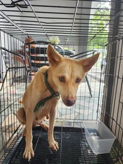 Dog Found Wandering - Mixed Breed Dog