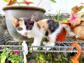 Calico And Ginger - Domestic Short Hair Cat