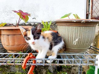 Calico And Ginger - Domestic Short Hair Cat