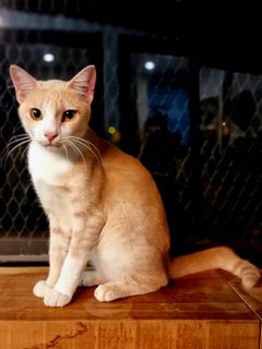 Marché - Domestic Short Hair Cat