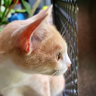 Marché - Domestic Short Hair Cat