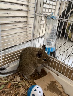 Degus - Degu Small & Furry