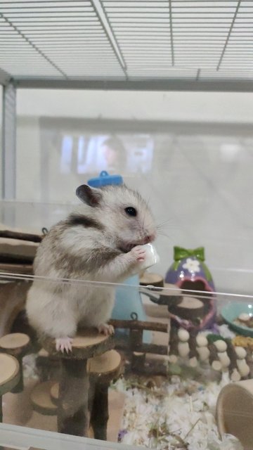 Oreo - Syrian / Golden Hamster Hamster