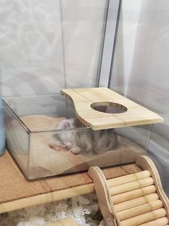 Oreo - Syrian / Golden Hamster Hamster