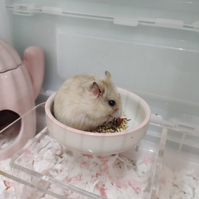 Peanut  - Short Dwarf Hamster Hamster