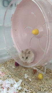 Peanut  - Short Dwarf Hamster Hamster