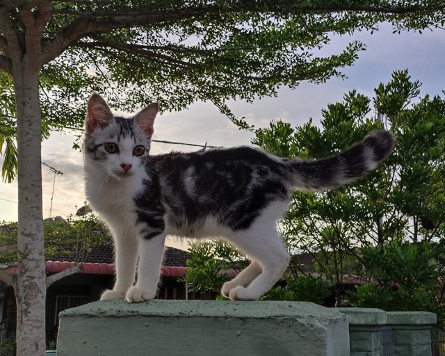 Misty - Domestic Medium Hair Cat