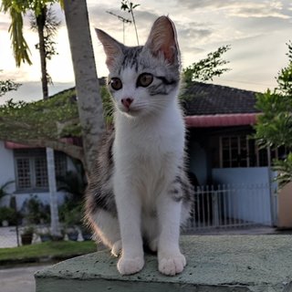 Misty - Domestic Medium Hair Cat