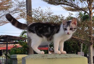 Misty - Domestic Medium Hair Cat