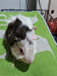 Guinea Brothers - Guinea Pig Small & Furry