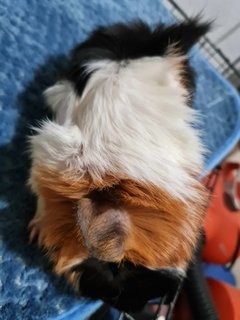 Guinea Brothers - Guinea Pig Small & Furry