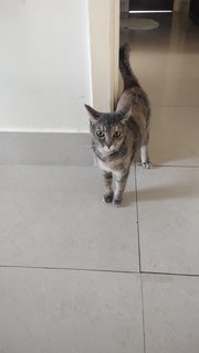 Cindy - Domestic Short Hair Cat