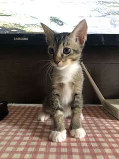 Kittens - Domestic Short Hair Cat