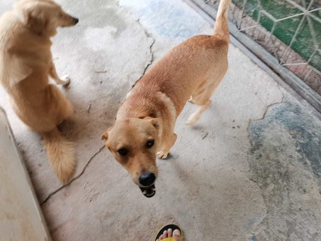 Grizzly - Labrador Retriever Mix Dog