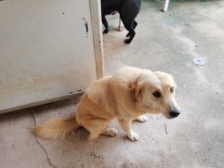 Riley - Golden Retriever Mix Dog