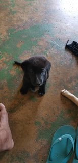 Cooper - Labrador Retriever Mix Dog