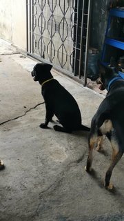 Cooper - Labrador Retriever Mix Dog