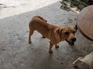 Milo &amp; Webster - Labrador Retriever Mix Dog