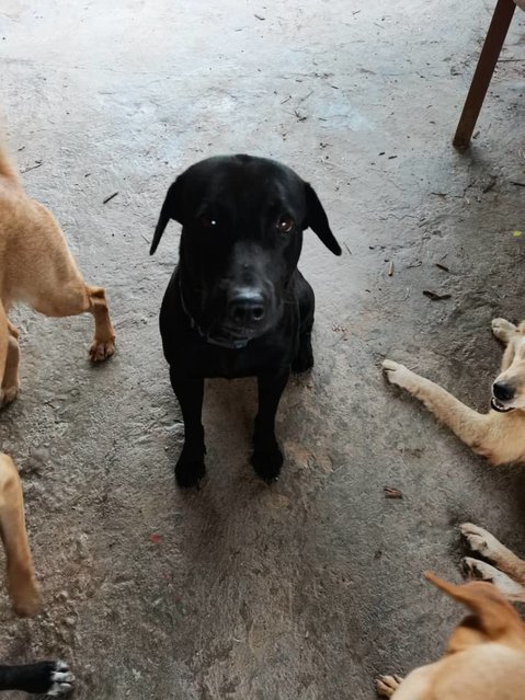 Baloo - Labrador Retriever Mix Dog