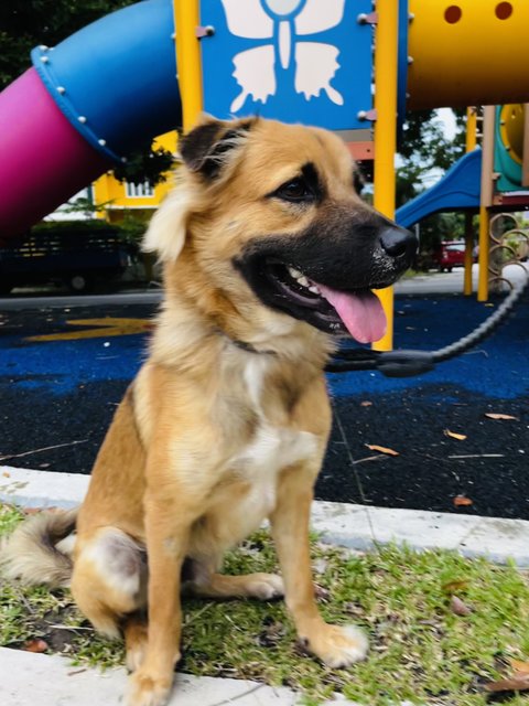 Bingo - German Shepherd Dog Mix Dog