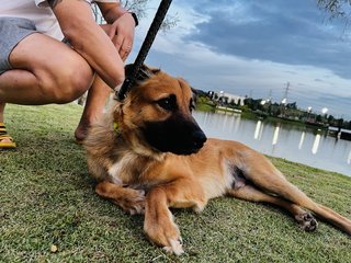 Bingo - German Shepherd Dog Mix Dog