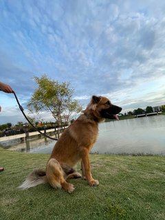 Bingo - German Shepherd Dog Mix Dog