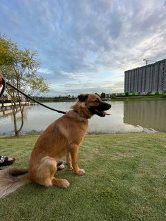 Bingo - German Shepherd Dog Mix Dog