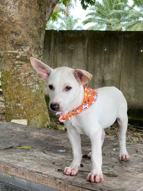 Toby Boy - Mixed Breed Dog