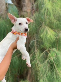 Toby Boy - Mixed Breed Dog