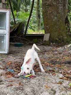 Lola Girl - Mixed Breed Dog