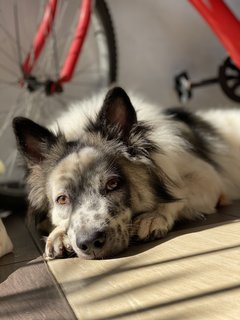 Lucky  - Mixed Breed Dog