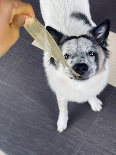 Lucky  - Mixed Breed Dog