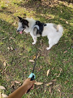 Lucky  - Mixed Breed Dog