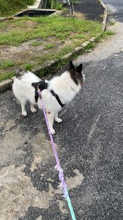 Lucky  - Mixed Breed Dog