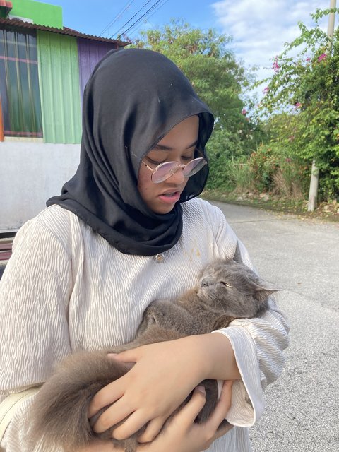 Muffin - Nebelung Cat